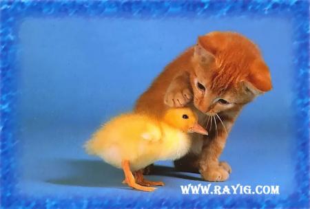 hidayat llah li makhloukatih